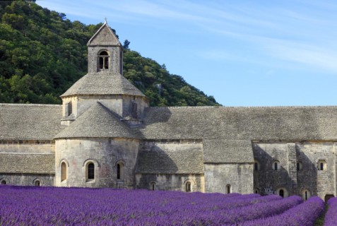 Cistercian monastery of Senanque beside lavender field