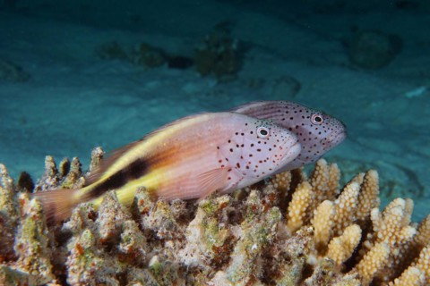 A pair of black-sided hawkfish