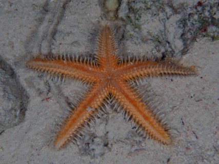 Comb starfish