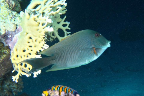 Striated surgeonfish