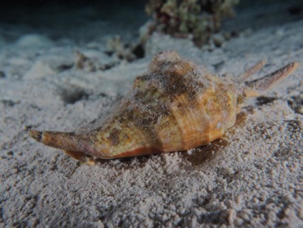 Spider conch