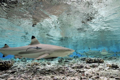 Blacktip reef sharks