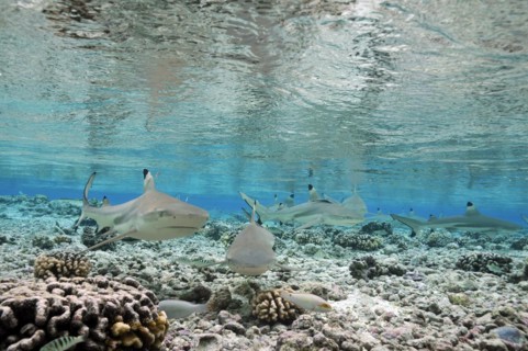 Blacktip reef sharks