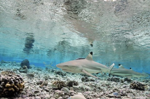 Blacktip reef sharks