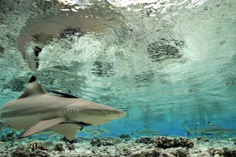 Blacktip reef sharks