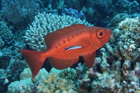Common bigeye