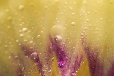Close-up of a leaf with water drops of a fresh artichoke