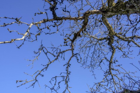 Bare branches with moss and lichen