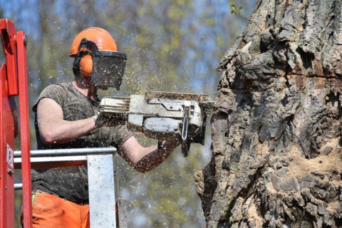 Worker cuts down a strong tree with a chain saw