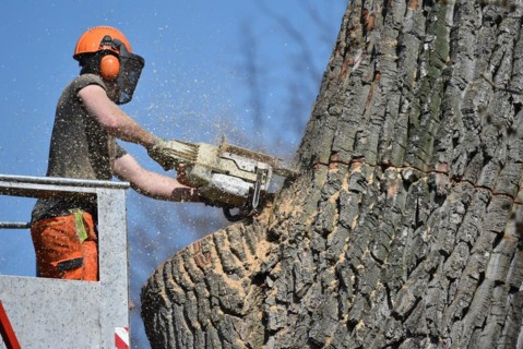 Worker cuts down a strong tree with a chain saw