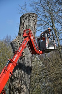 Worker cuts down a strong tree with a chain saw