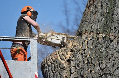 Worker cuts down a strong tree with a chain saw