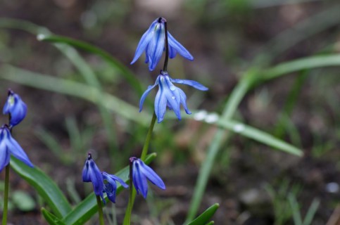 Alpine squill
