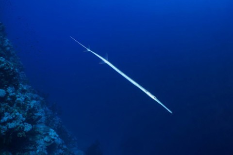 Bluespotted cornetfish