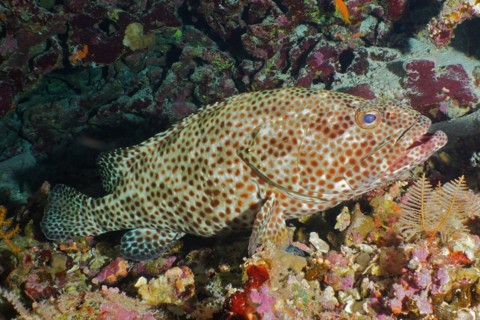 Greasy grouper