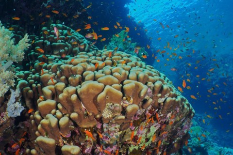 Solid pore coral