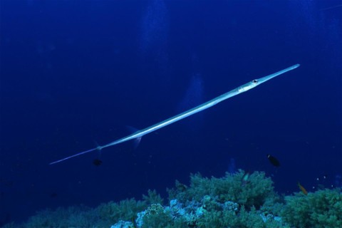 Bluespotted cornetfish