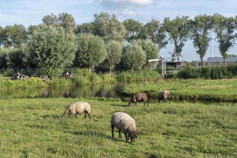 Rural scene in the Zaanse Schans open-air museum