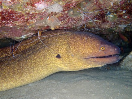 Yellow-edged moray