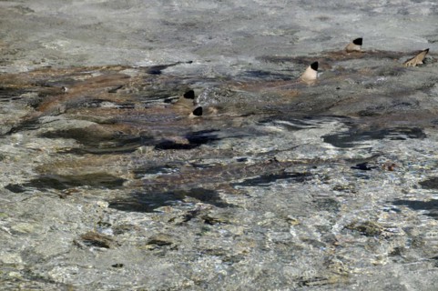 Blacktip reef sharks