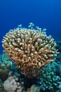 Stony coral