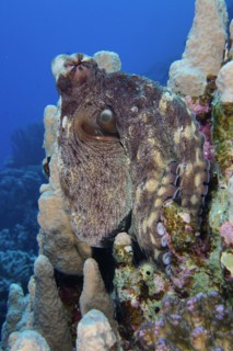 Great Blue Octopus