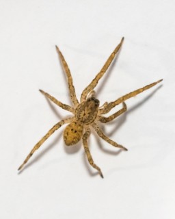 Nosferatu spider