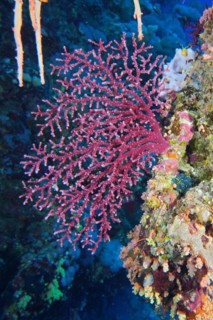 Godeffroys cherry blossom coral