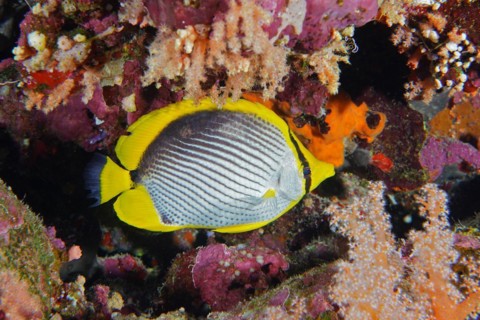 Blackback butterflyfish