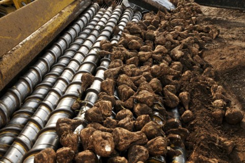 Beet cleaning loader picks up