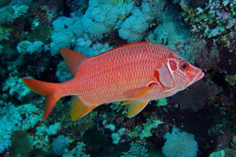 Sabre squirrelfish