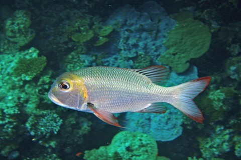 Humpnose big-eye bream