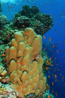 Solid pore coral