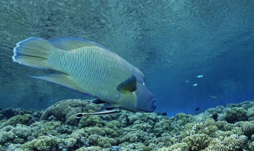 Humphead wrasse