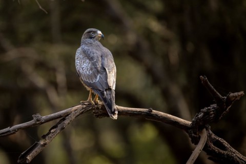 White eyed buzzard