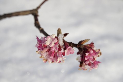 Winter snowball