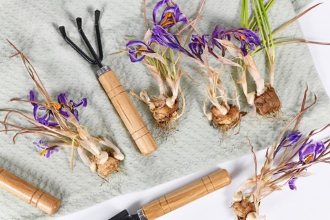 Replanting withered Crocus spring flowers with bulbs