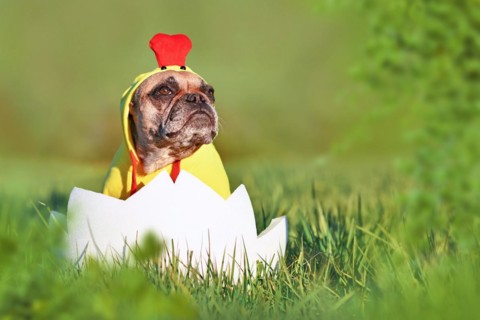 Cute easter chicken dog