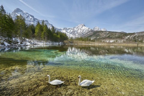 Almsee with swans