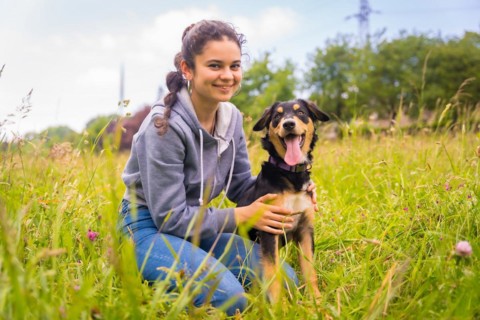 A cute dog sitting on a sunny spring day in a flower meadow with his mouth open and his tongue sticking out
