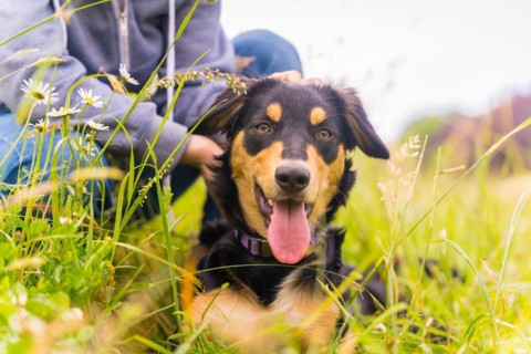 Portrait of a cute dog with an open mouth and tongue sitting on a sunny spring day in a flower meadow