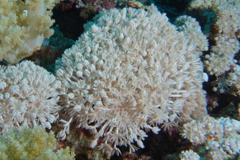 Pumping Ostrich Coral
