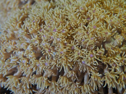 Marguerite coral