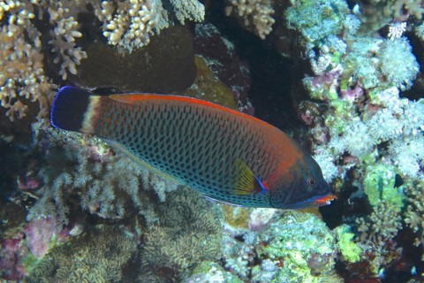 Chiseltooth wrasse