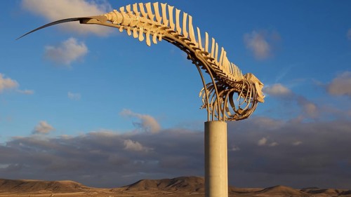 Whale skeleton