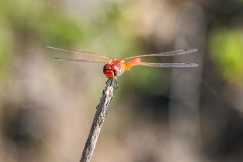 Red Veined Darter
