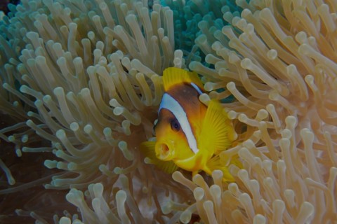 A red sea clownfish