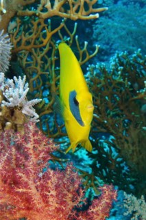 Portrait of bluecheek butterflyfish