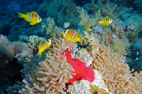Several red sea clownfishes