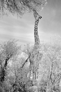 Infrared black and white pictures of a Masai giraffe browsing on the leaves of a tree in Masai Mara